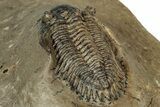 Diminutive Metacanthina Trilobite Fossil - Morocco #343271-5